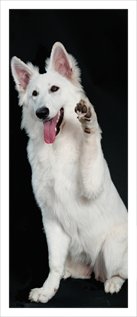 Honden