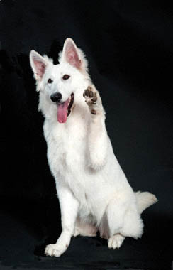 Hond