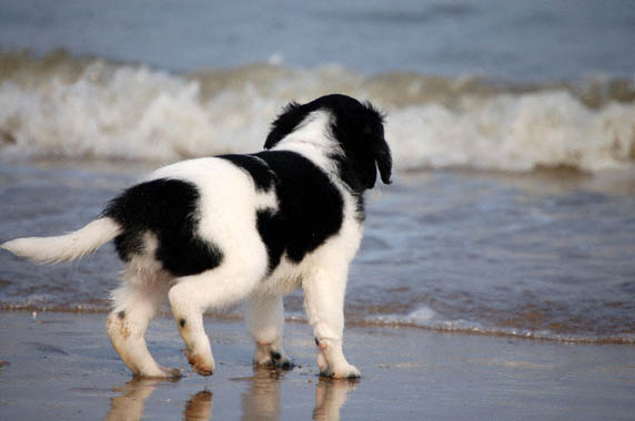 Hond1