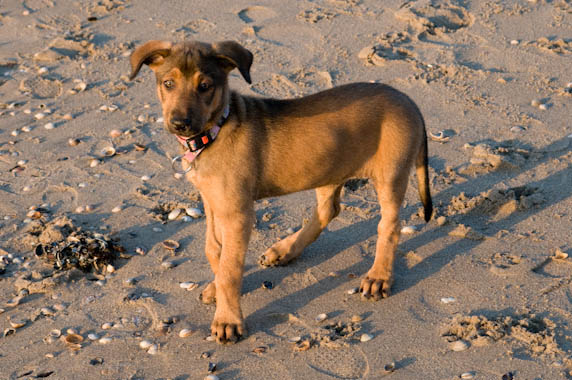 Hond12