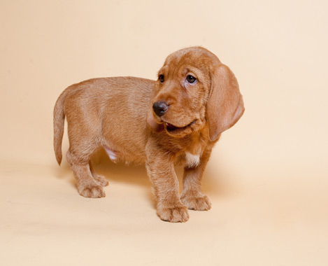 Hond