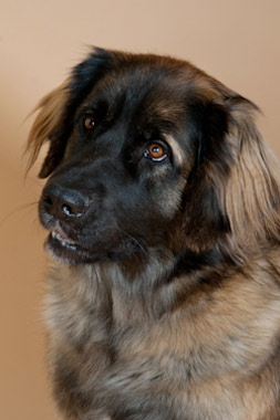Hond15