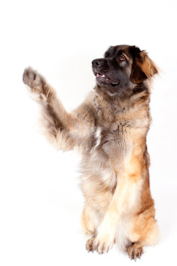 Hond16