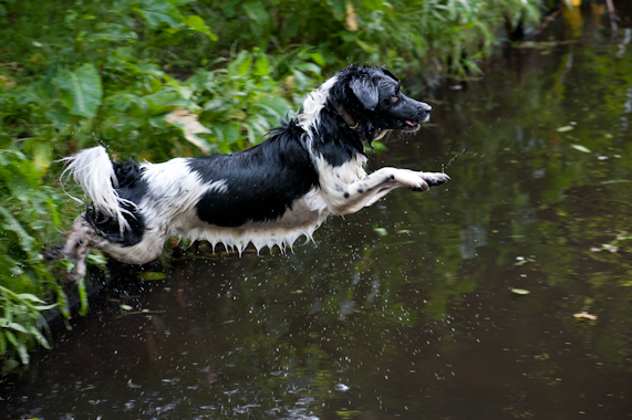 Hond17