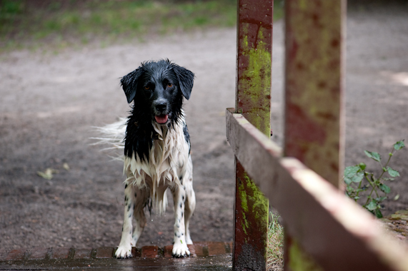 Hond18
