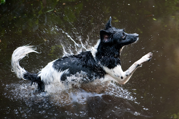 Hond19