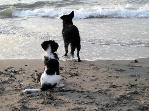 Hond2