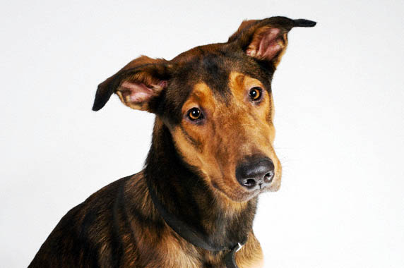 Hond3