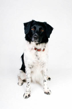 Hond4