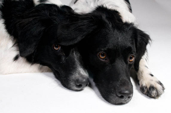 Hond5
