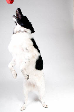 Hond6