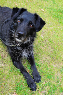 Hond8