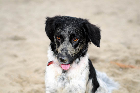 Hond9