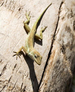 Natuur6